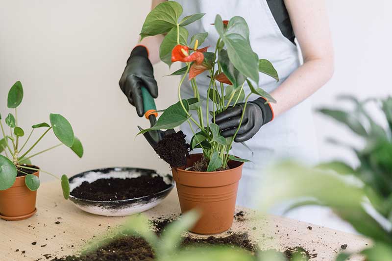 Una imagen horizontal de primer plano de un jardinero con guantes negros trasplantando una planta de anthurium con tierra fresca.