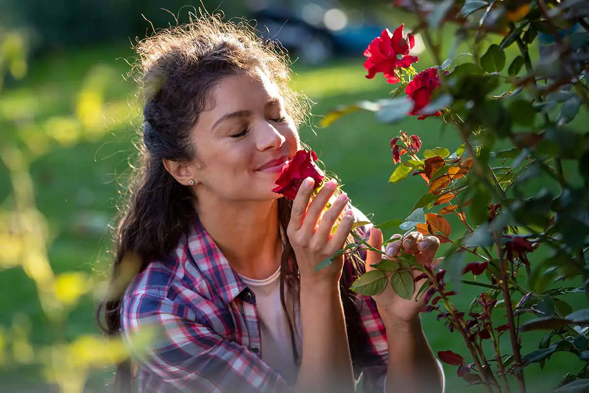 Una imagen horizontal de cerca de una mujer posando frente a una rosa roja que huele su deliciosa fragancia.