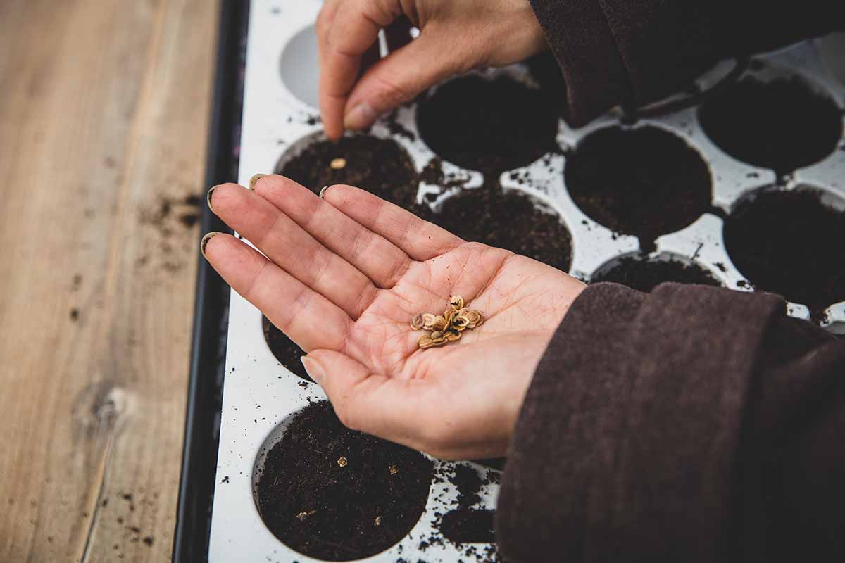 Una imagen horizontal de primer plano de dos manos desde la derecha del marco sembrando semillas en macetas pequeñas.