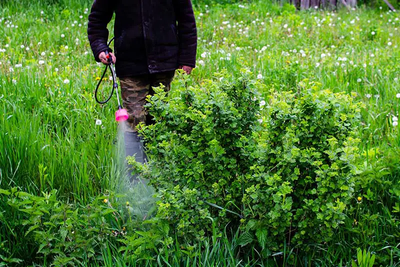 Una imagen horizontal de primer plano de un jardinero usando un rociador de mochila para rociar pesticidas en un arbusto en el jardín.