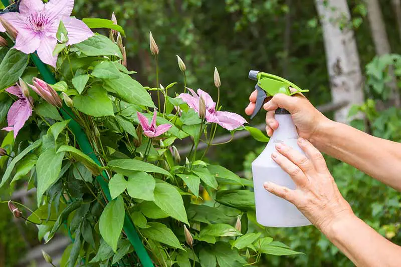 Una imagen horizontal de primer plano de un jardinero sosteniendo una botella rociando una vid de clematis floreciente que crece en el jardín.