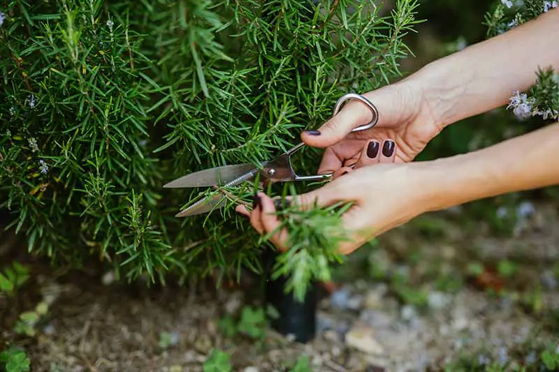 Una imagen horizontal de primer plano de un jardinero tomando un corte de tallo de una planta de romero.