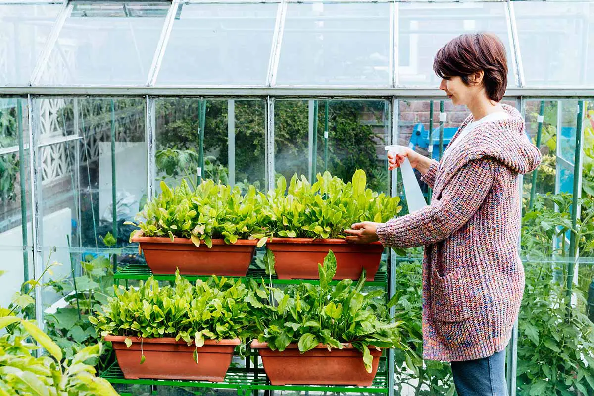 Una imagen horizontal de un jardinero regando plantas en macetas en un invernadero.