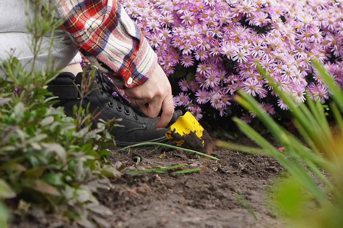 Una imagen horizontal de primer plano de un jardinero usando una paleta pequeña para cavar el suelo alrededor de un gran grupo de ásteres de Nueva York.
