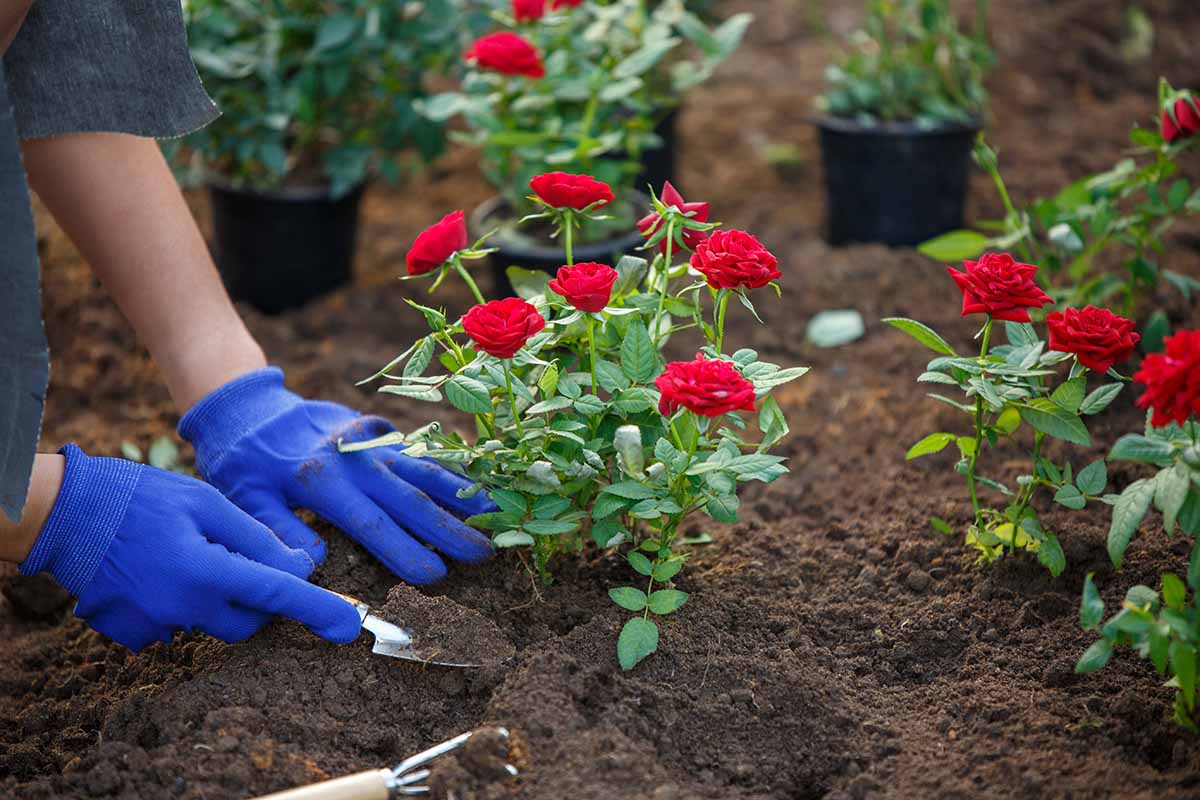 Una imagen horizontal de primer plano de un jardinero trasplantando rosales al jardín.