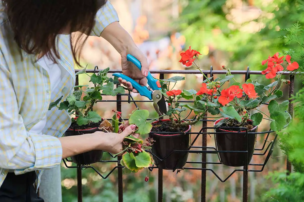 Una imagen horizontal de primer plano de un jardinero recortando los tallos de geranios que crecen en macetas pequeñas al aire libre.