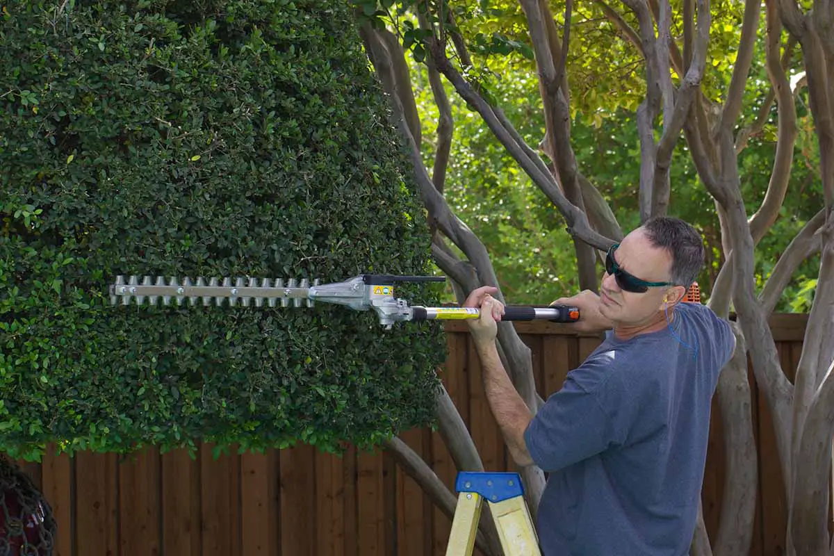 Una imagen horizontal de un jardinero gruñón que usa un cortasetos para podar un gran arbusto de acebo yaupon.