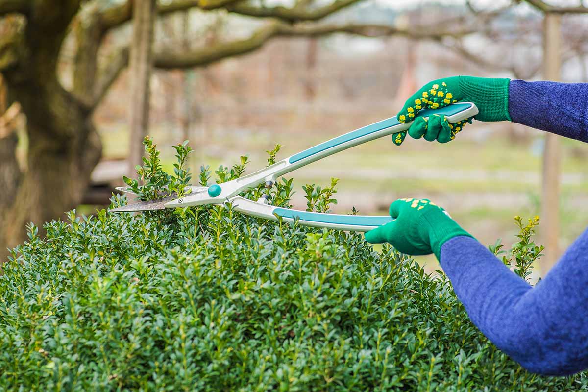 Una imagen horizontal de un jardinero podando un arbusto de boj fotografiado en un fondo de enfoque suave.
