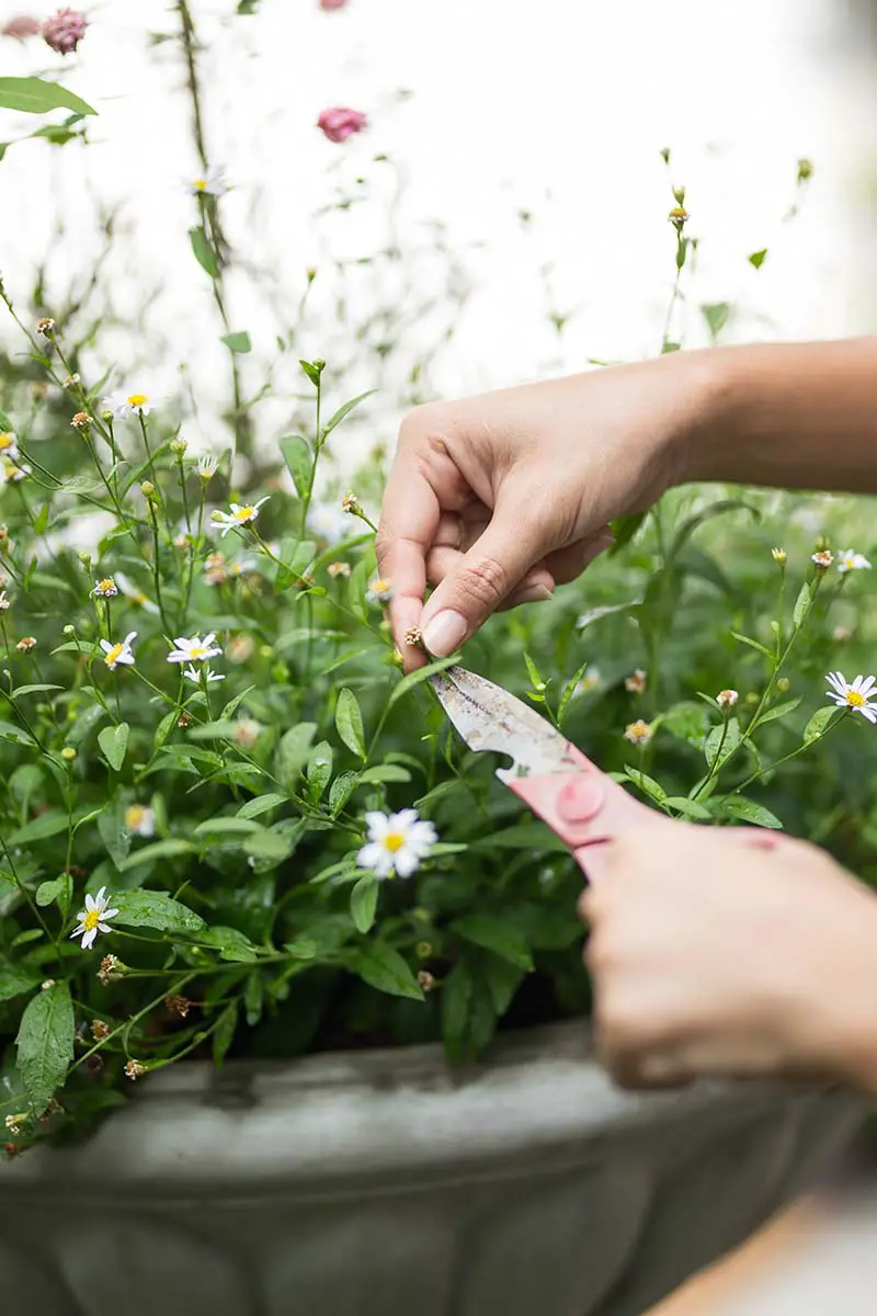 Una imagen vertical de cerca de un jardinero usando un par de tijeras para las flores de margarita muerta que crecen en un contenedor.