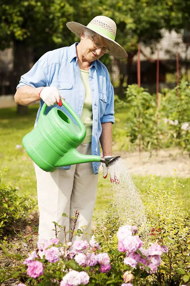 Una imagen vertical de un jardinero que usa una regadera verde para regar las flores del jardín.