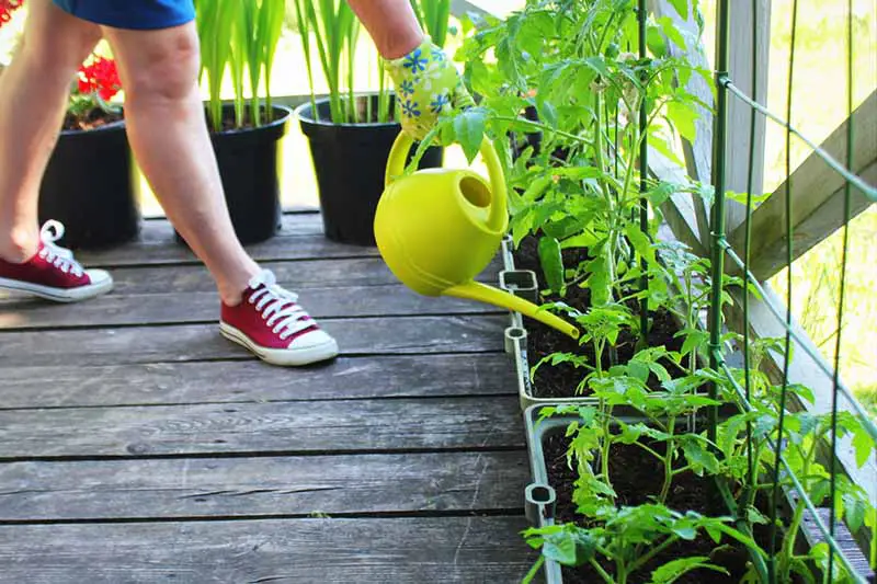 Una imagen horizontal de primer plano de un jardinero que usa una lata de agua para regar las plantas de tomate que crecen en macetas en una plataforma de madera.