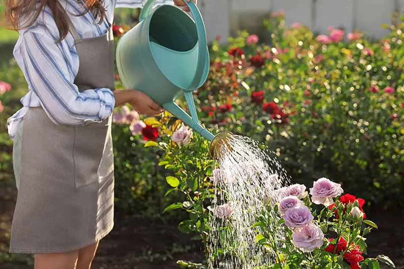 Una imagen horizontal de primer plano de un jardinero que usa una lata de agua para regar un rosal fotografiado a la luz del sol de la tarde.