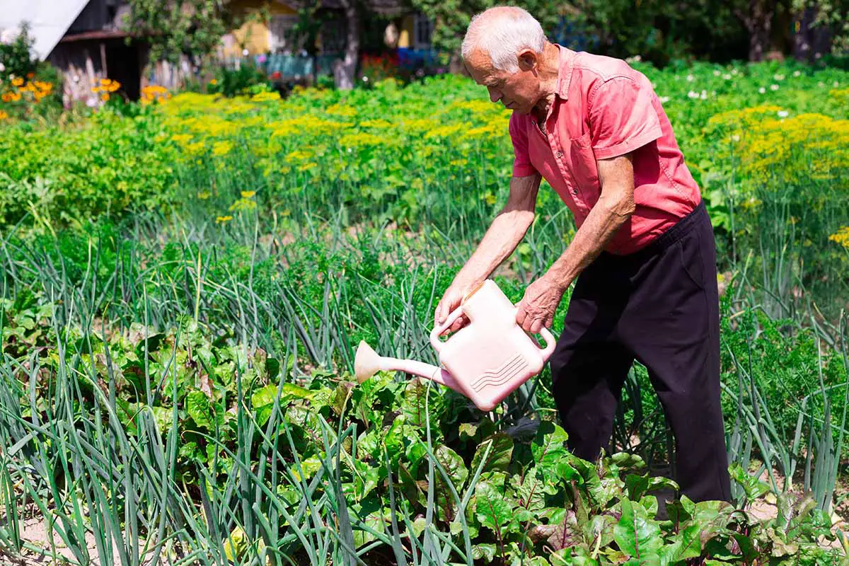 Una imagen horizontal de un jardinero regando plantas en un gran huerto.
