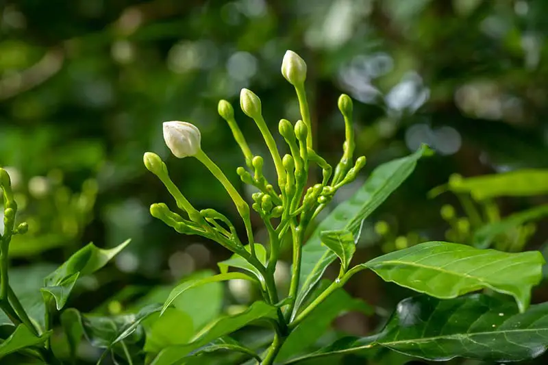 Una imagen horizontal de primer plano de flores de gardenia a punto de abrirse en un fondo de enfoque suave.