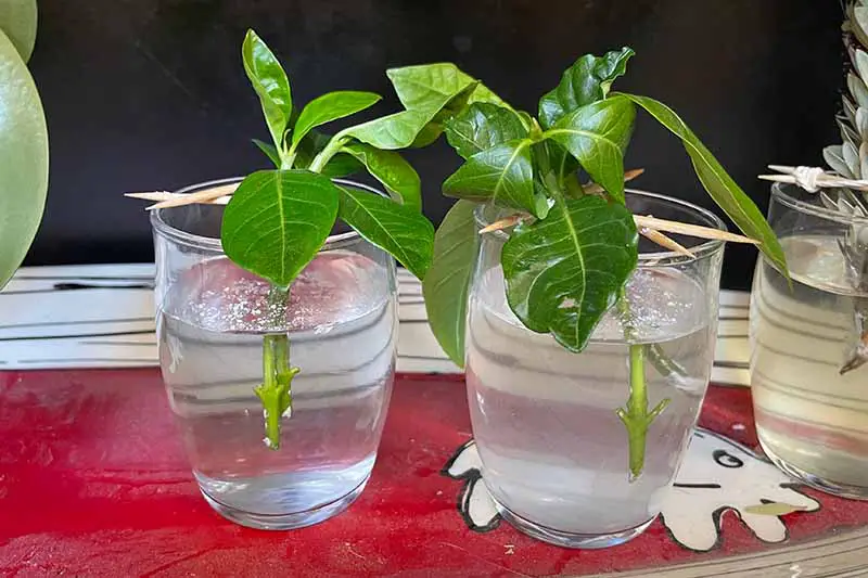 Una imagen horizontal de primer plano de dos vasos con esquejes de gardenia que se propagan.