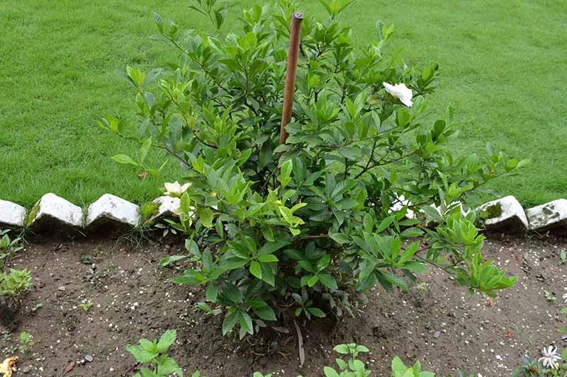 Una imagen horizontal de primer plano de un arbusto de gardenia que crece en un borde de jardín con césped en el fondo.