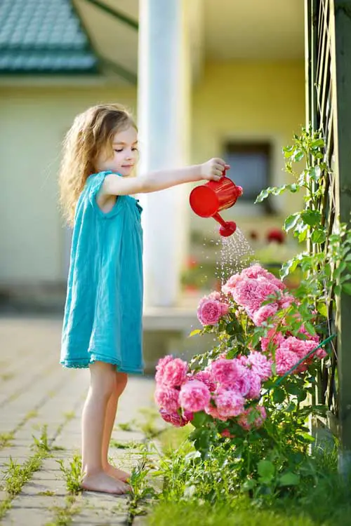 Una imagen vertical de una niña con un vestido azul que sostiene una lata de agua roja y riega un rosal rosa, a la luz del sol.