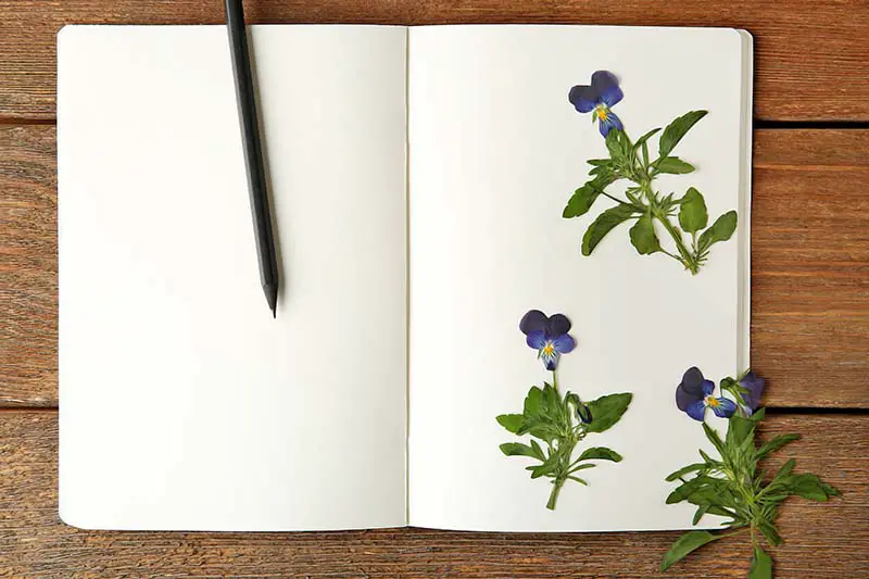 Una imagen horizontal de primer plano de un diario abierto con páginas en blanco, a la derecha del marco hay pequeñas flores secas de Viola tricolor.