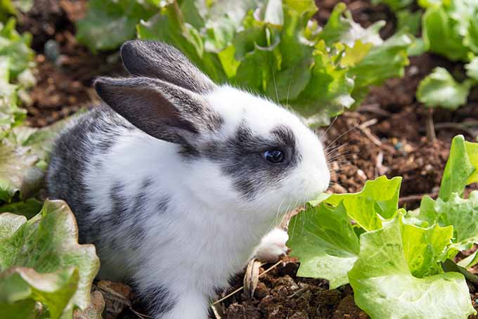 Disuada a las plagas del jardín, ¡o plante algunas filas adicionales de lechuga para los conejos!  |  