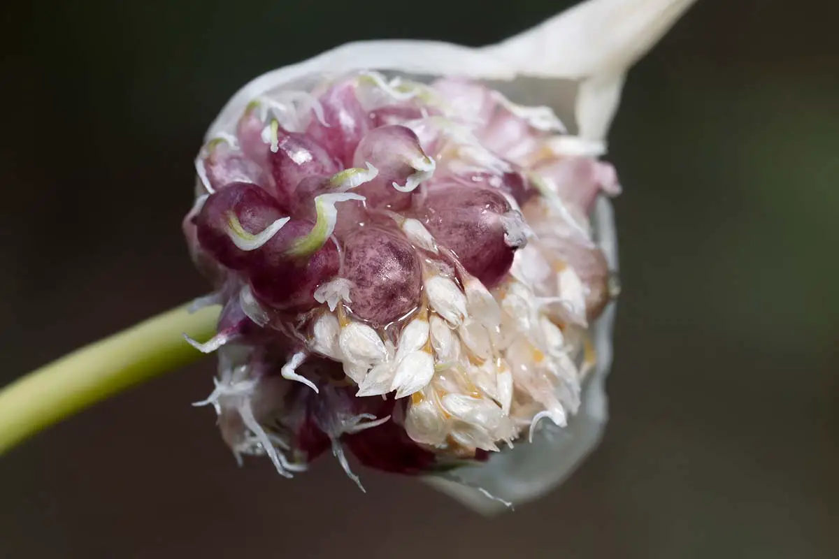 Una imagen horizontal de primer plano de una flor de ajo que muestra los bulbillos, representada en un fondo de enfoque suave.
