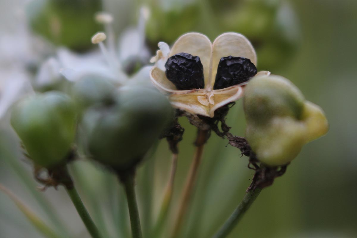 Una imagen horizontal de primer plano de la cabeza de semilla de Allium tuberosum (cebollino de ajo) representada en un fondo de enfoque suave.