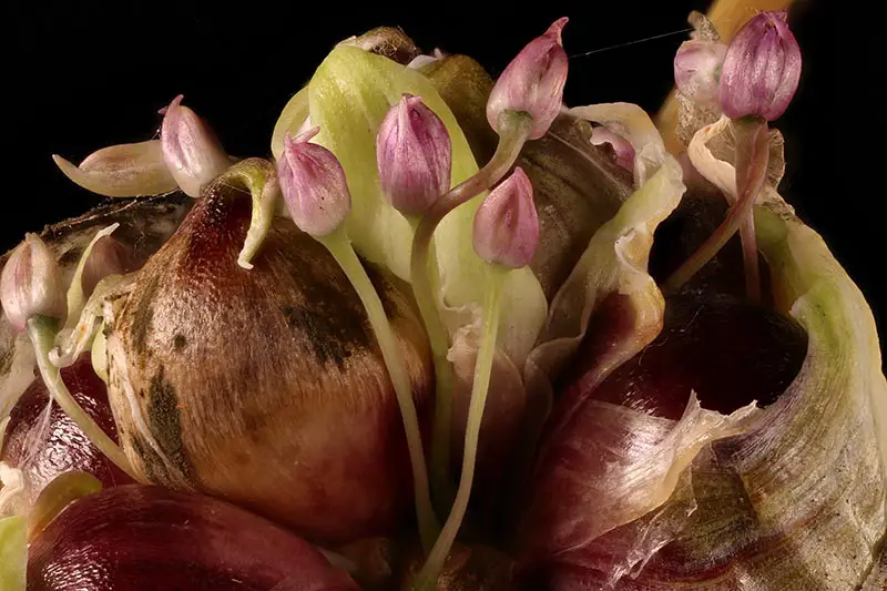 Un primer plano de un escapo de ajo, que muestra los pequeños bulbillos y los diminutos capullos de flores en desarrollo, sobre un fondo oscuro.