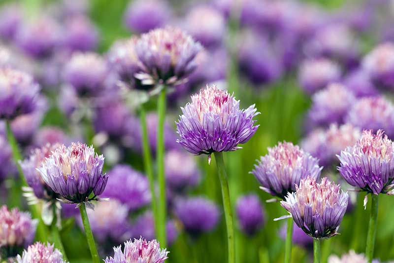 Un primer plano de las flores de Allium sativum de color púrpura brillante que crecen en el jardín y se desvanecen en un enfoque suave en el fondo.