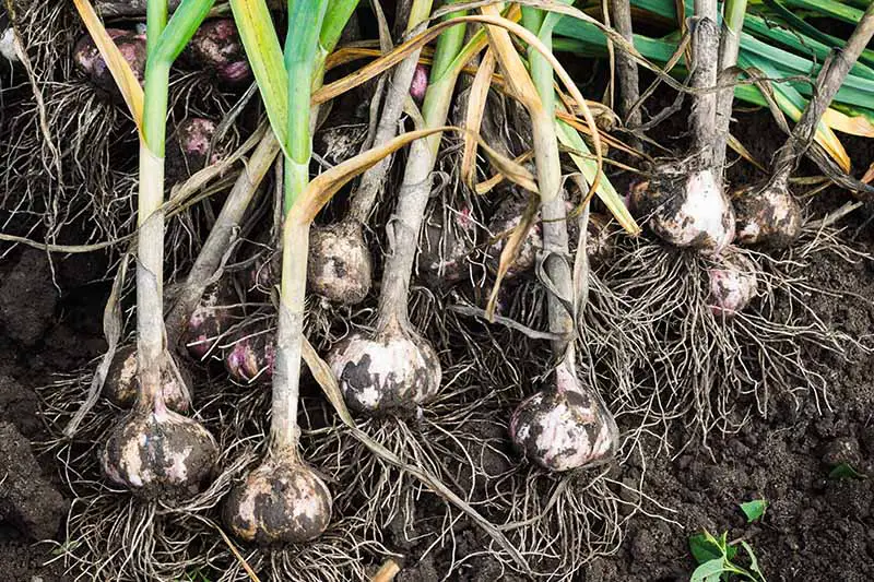 Un primer plano de bulbos de ajo recién cosechados con las raíces y el follaje aún adheridos en el suelo.