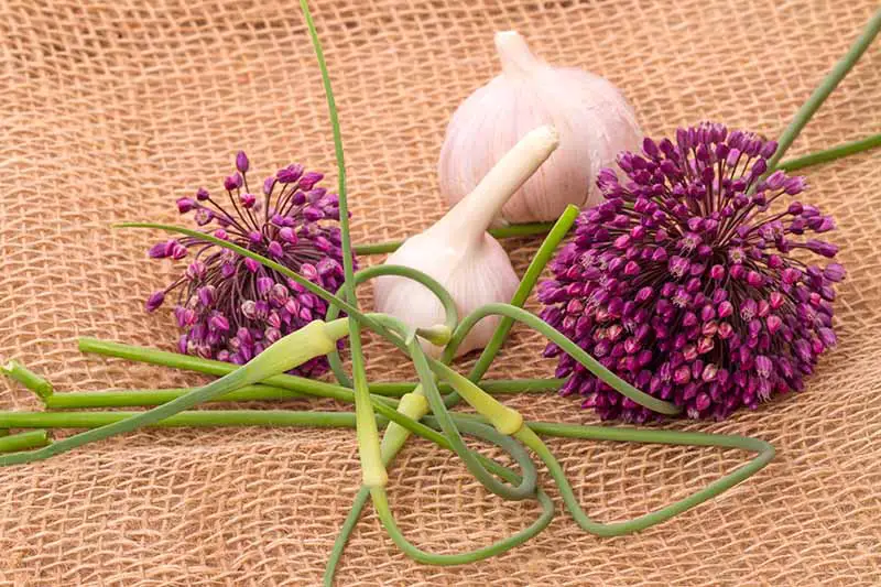 Un primer plano de los bulbos, los paisajes y las flores moradas de la variedad Allium sativum hardneck sobre un tejido rústico.