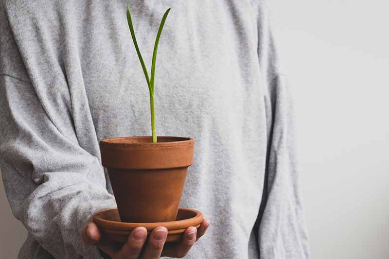 Un primer plano de una mano que sostiene una pequeña maceta de terracota que contiene una sola planta de Allium sativum con un tallo verde vertical.