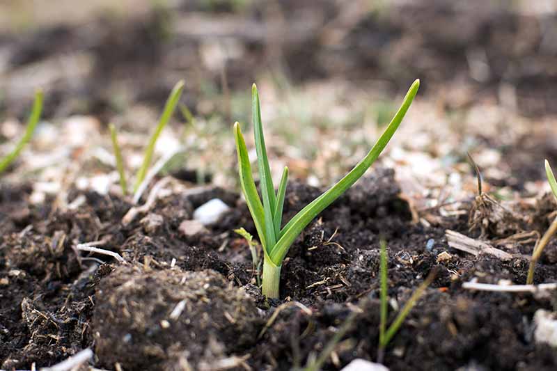 Un primer plano de los brotes jóvenes de Allium sativum que crecen en un suelo oscuro y rico, sobre un fondo de enfoque suave.
