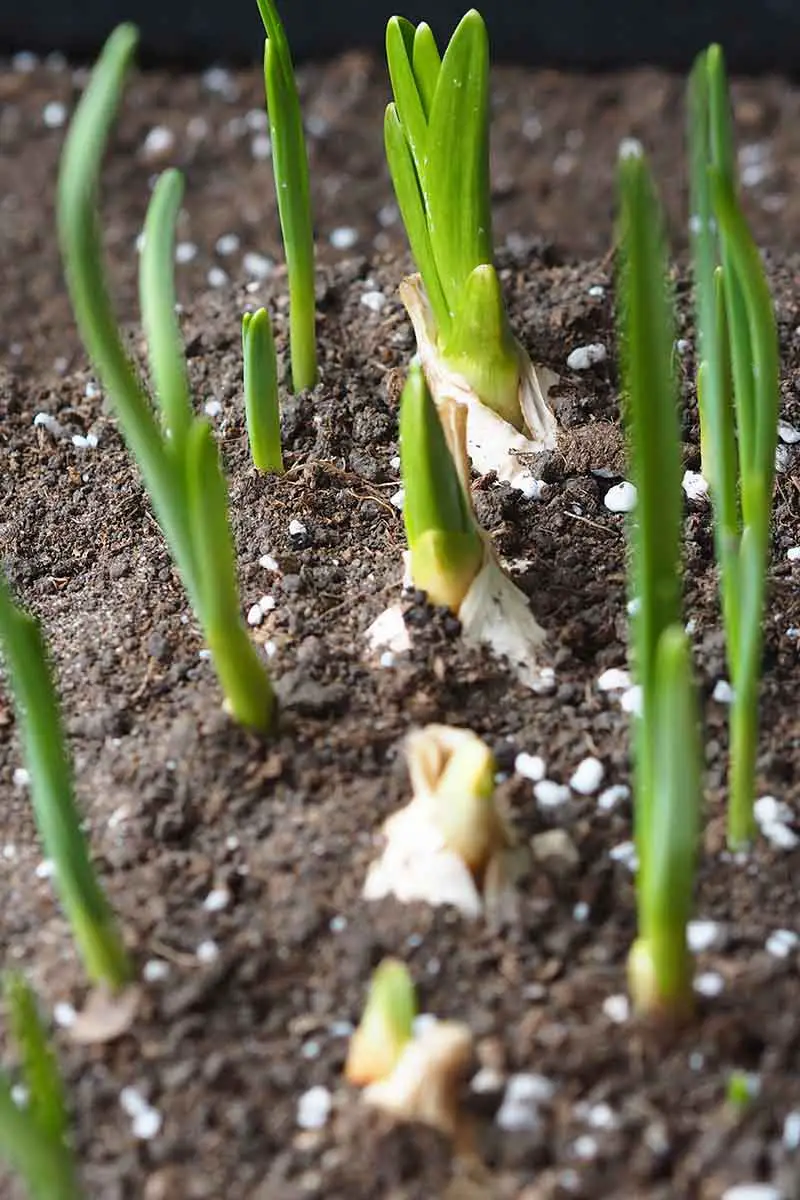Una imagen vertical de brotes de Allium sativum que comienzan a asomar a través del suelo en un jardín de contenedores.