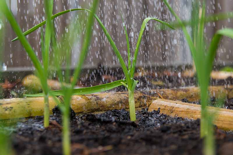 Un primer plano de las plantas de Allium sativum que crecen en un recipiente de madera con gotas de lluvia cayendo sobre ellas, desvaneciéndose hasta un enfoque suave en el fondo.