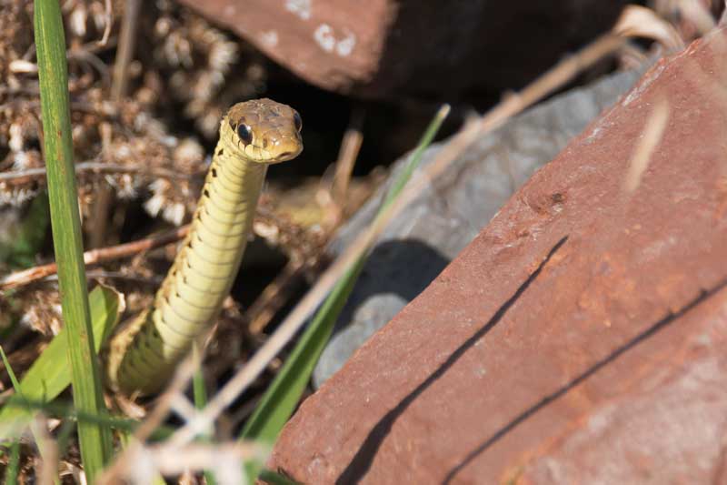 Una imagen horizontal de cerca de una serpiente de liga joven escondida en la vegetación y las rocas.