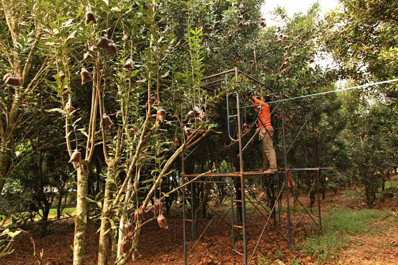 Un agricultor en un andamio en un huerto quita pequeñas ramas de macadamia para usarlas como esquejes para la propagación.