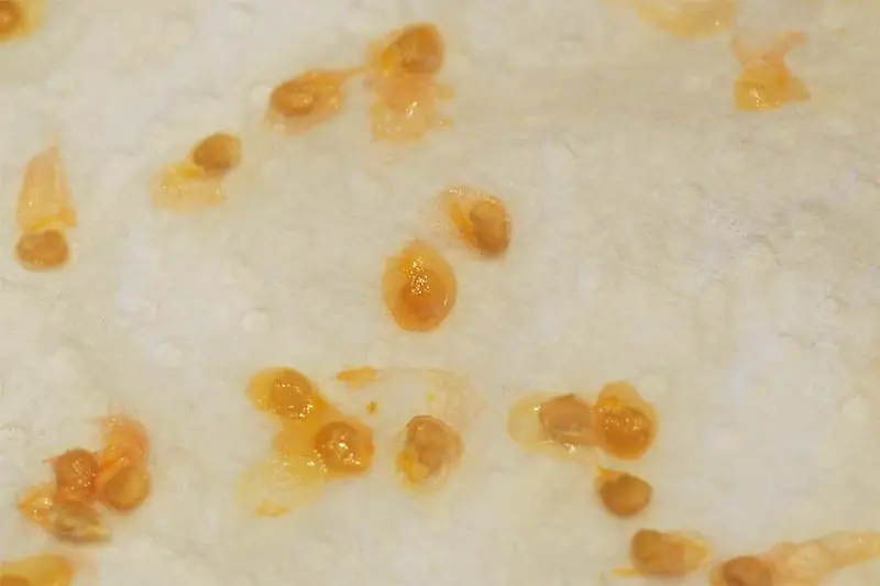 Una imagen horizontal de primer plano de semillas de tomate sobre una superficie blanca que muestra el saco de gel que las rodea.