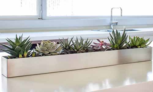 Una maceta de metal larga y rectangular llena de plantas suculentas, sobre un mostrador de cocina blanco con un fregadero frente a una ventana al fondo.