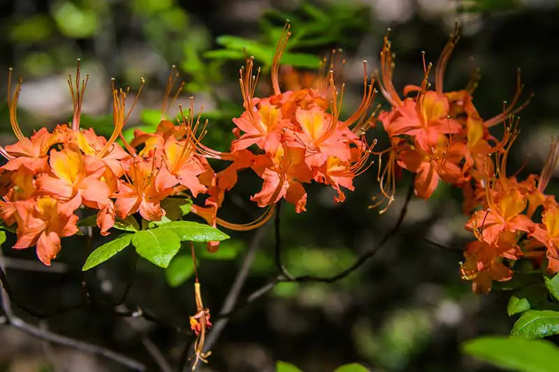 Una imagen horizontal de primer plano de las flores naranjas de la azalea de Oconee, R. flammeum, representada en un fondo de enfoque suave.
