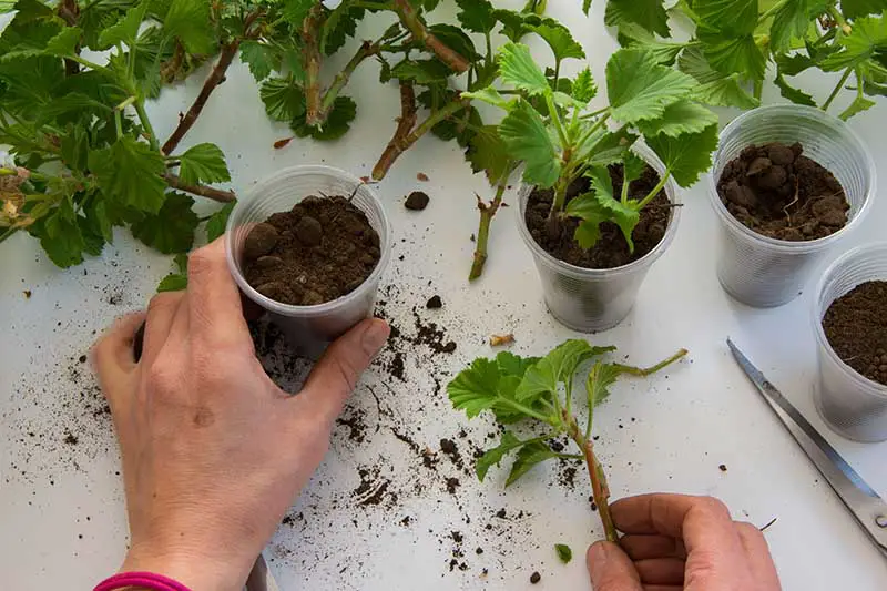 Una imagen horizontal de cerca de manos que demuestran cómo plantar esquejes de tallo en pequeñas macetas de plástico.