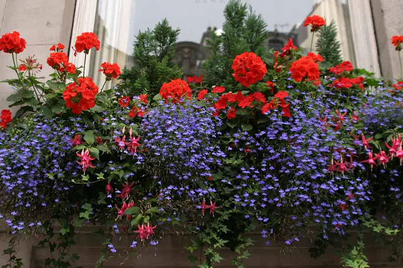 Una imagen horizontal de primer plano de una caja de ventana vibrante plantada con flores fucsias, geranios y violetas.