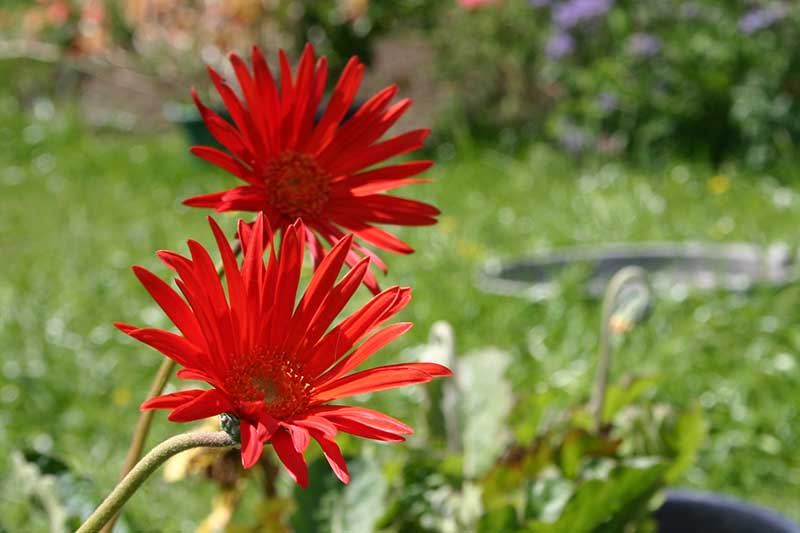 Una imagen horizontal de primer plano de margaritas de gerbera rojas brillantes que crecen en un jardín soleado.