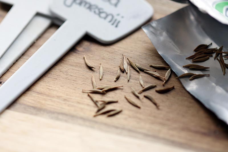 Una imagen horizontal de primer plano de semillas de margarita de gerbera que se derraman de un paquete sobre una superficie de madera.