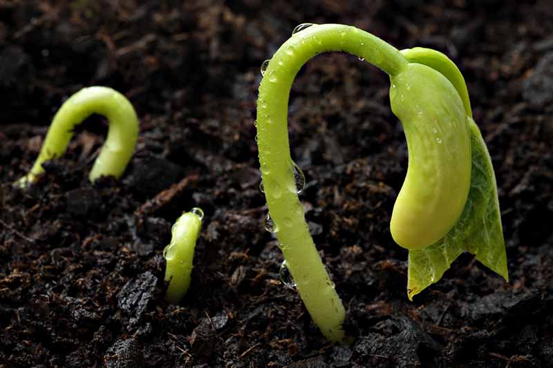 Un primer plano de diminutas plántulas que acaban de germinar a través de un suelo rico y oscuro, con gotas de agua en sus diminutos tallos.
