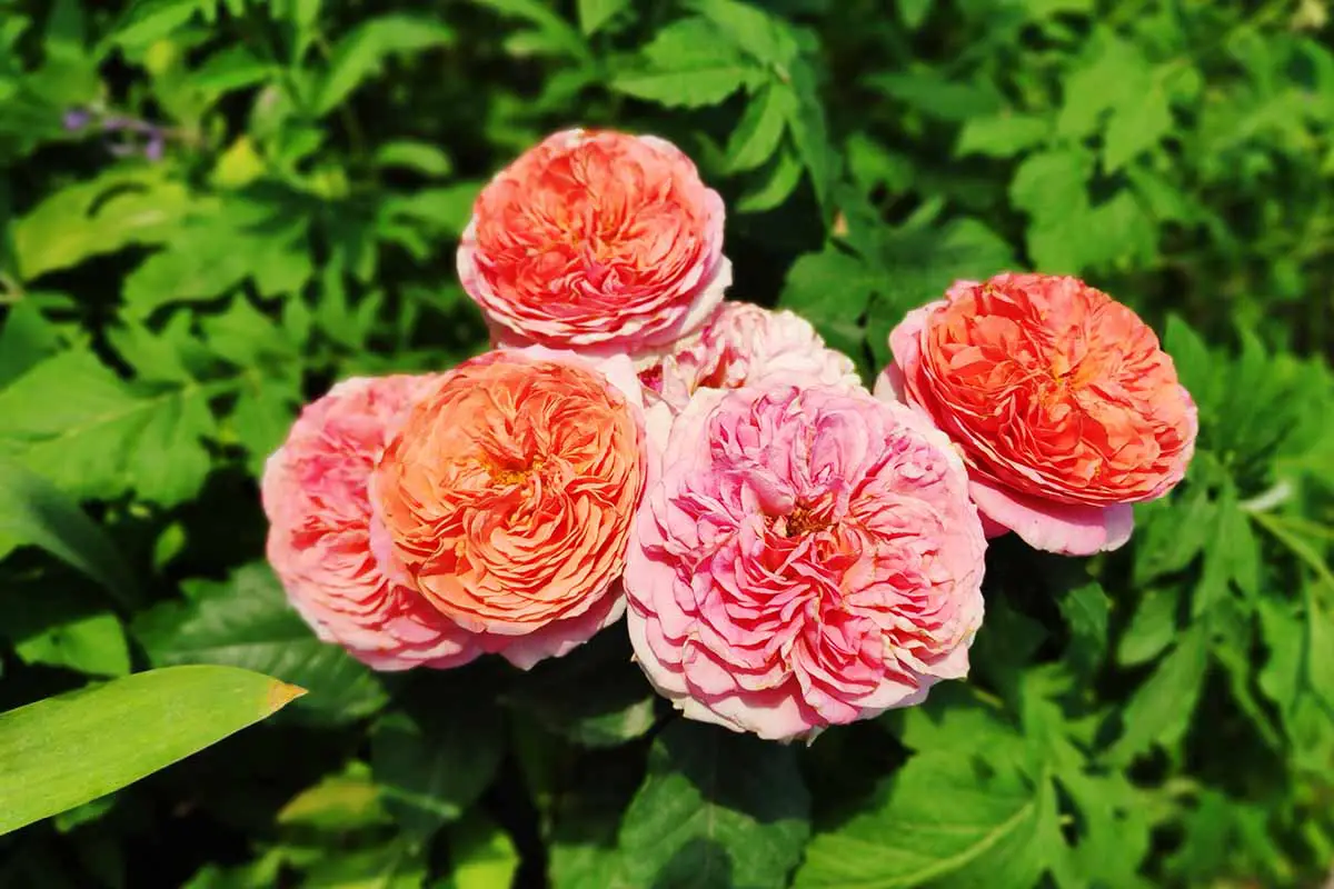 Una imagen horizontal de primer plano de las rosas 'Gertrude Jekyll' que crecen en el jardín representadas bajo el sol brillante sobre un fondo de enfoque suave.