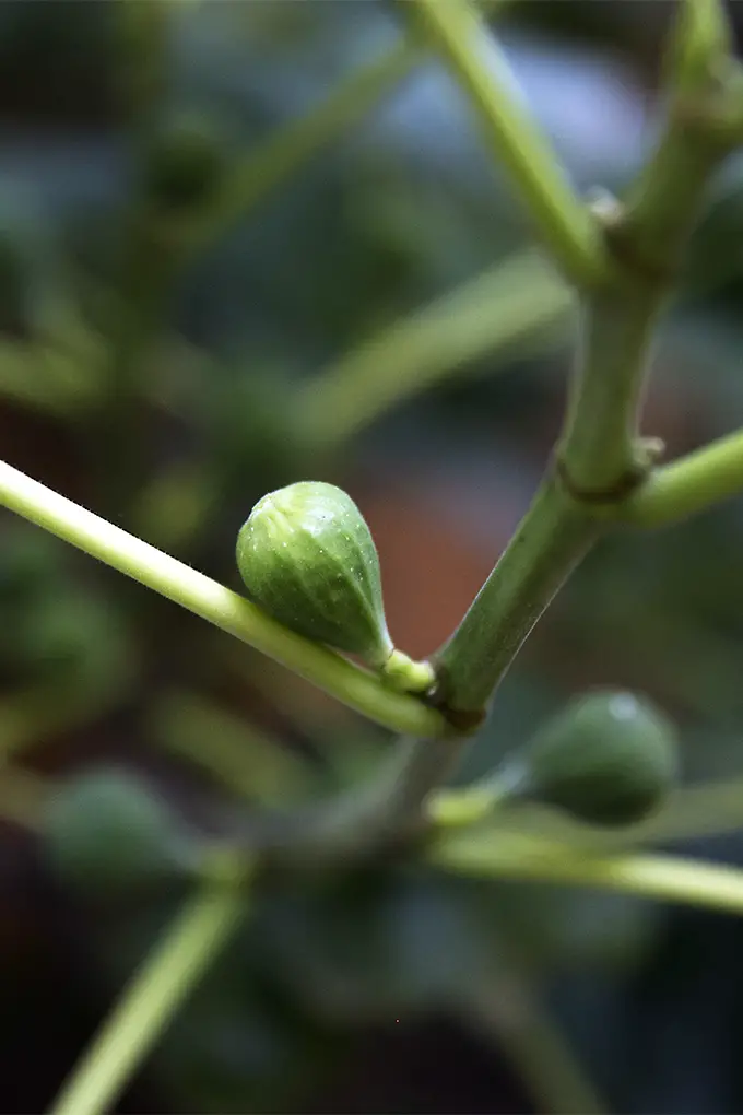 Una imagen vertical de cerca de una rama de un árbol con un pequeño higo verde en desarrollo representado en un fondo de enfoque suave.