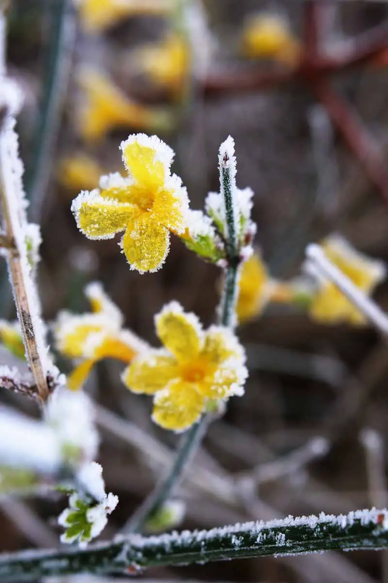 Una imagen vertical de primer plano de flores de jazmín amarillas cubiertas de escarcha en los meses de invierno en un fondo de enfoque suave.