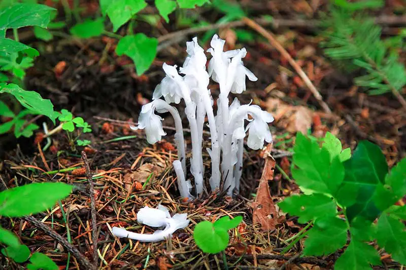 Una imagen horizontal de primer plano de una planta fantasma blanca que crece en el suelo del bosque, rodeada de hojas muertas y agujas de pino.