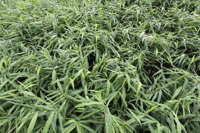 Un primer plano del follaje verde de la planta de jengibre, que crece en un campo.