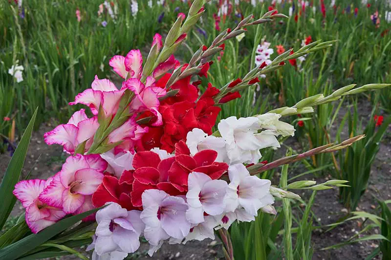 Una imagen horizontal de primer plano de flores de gladiolo cortadas para un jarrón del jardín, representada en un fondo de enfoque suave.