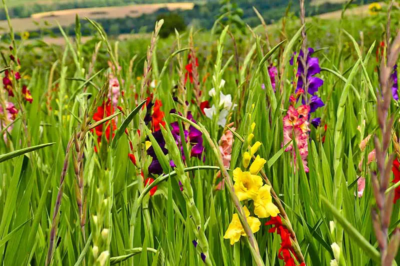 Una imagen horizontal de cerca de flores de gladiolo de colores brillantes que crecen en un prado, representada en un fondo de enfoque suave.